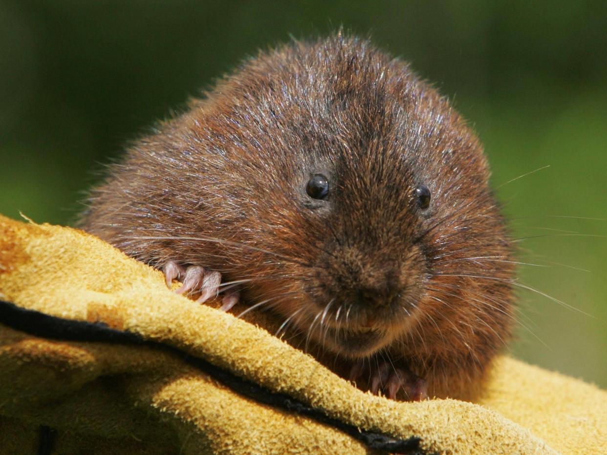 Voles’ relationships suffer when males drink while the females remain sober: Getty