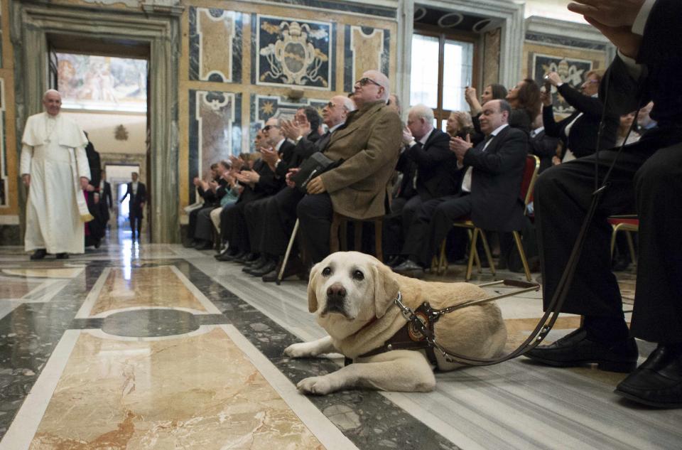 A guide dog is seen as Pope Francis arrives to attend a special audience with Italian Blind Union at the Vatican December 13, 2014. REUTERS/Osservatore Romano (VATICAN - Tags: RELIGION ANIMALS) ATTENTION EDITORS - THIS PICTURE WAS PROVIDED BY A THIRD PARTY. REUTERS IS UNABLE TO INDEPENDENTLY VERIFY THE AUTHENTICITY, CONTENT, LOCATION OR DATE OF THIS IMAGE. FOR EDITORIAL USE ONLY. NOT FOR SALE FOR MARKETING OR ADVERTISING CAMPAIGNS. THIS PICTURE IS DISTRIBUTED EXACTLY AS RECEIVED BY REUTERS, AS A SERVICE TO CLIENTS. NO SALES. NO ARCHIVES