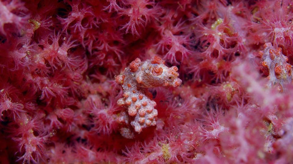 "Secrets of the Sea" opens Friday at Cincinnati Museum Center's Robert D. Lindner Family Omnimax Theater.