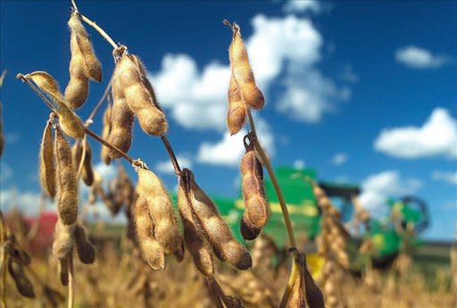 Monsanto controla la mayor parte de la semilla de soja plantada en Estados Unidos (EFE)