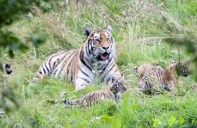 New video of adorable Amur tiger cubs at Highland Wildlife Park