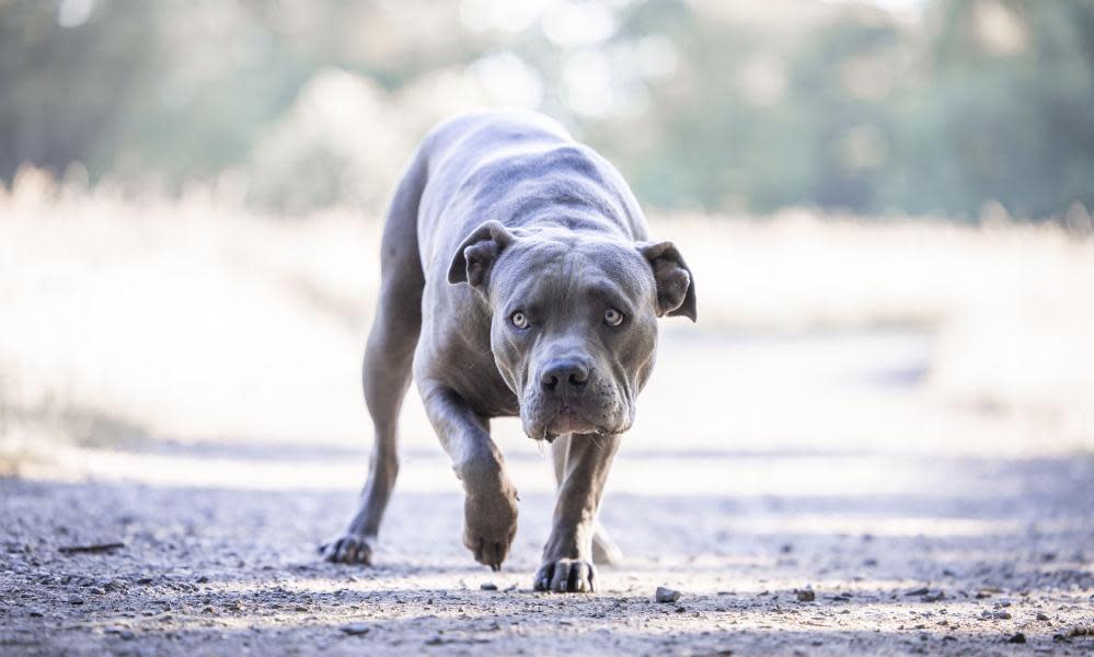 <span>Photograph: Tierfotoagentur/Alamy</span>