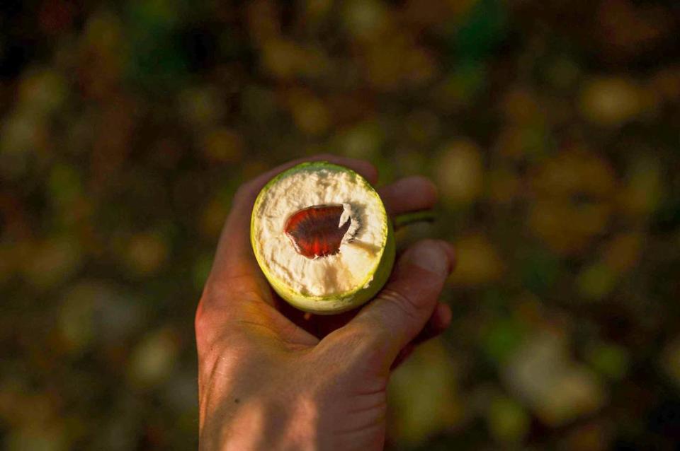 The cross section of an unripe pawpaw is shown here. This pawpaw was split open after it fell to the ground from a large tree along Indian Creek Trail in Kansas City. Zachary Linhares/zlinhares@kcstar.com