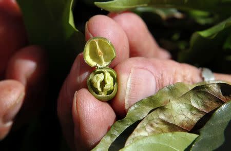 A coffee producer shows an empty coffee berry, where pale green beans should have formed but did not due to drought, on a coffee plantation in Santo Antonio do Jardim in this February 6, 2014 file photo. REUTERS/Paulo Whitaker/File