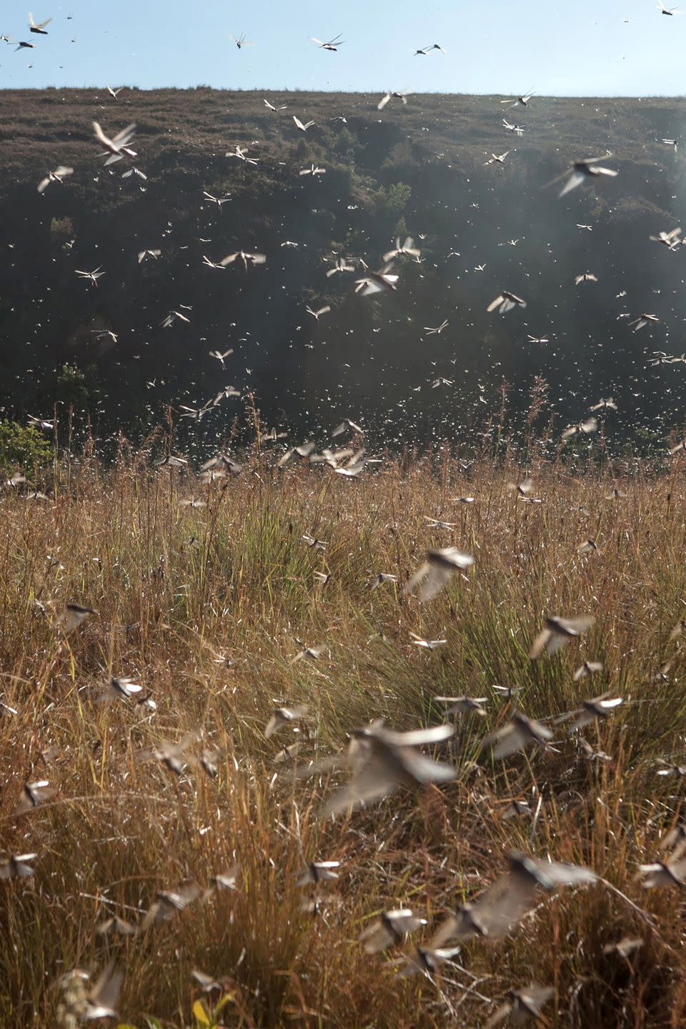 38. Desert locusts are ravenous.