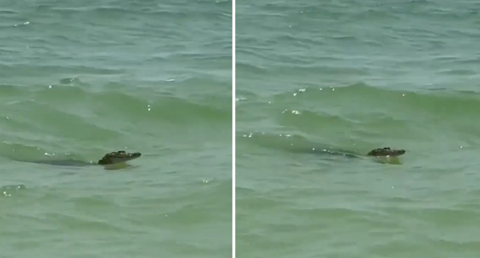 A crocodile has been spotted in the waves at Celestún in Mexico. 