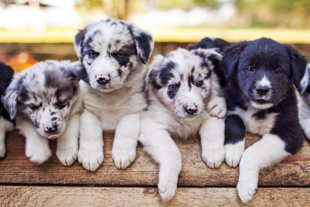 litter of Border Collie puppies; how to find a responsible breeder