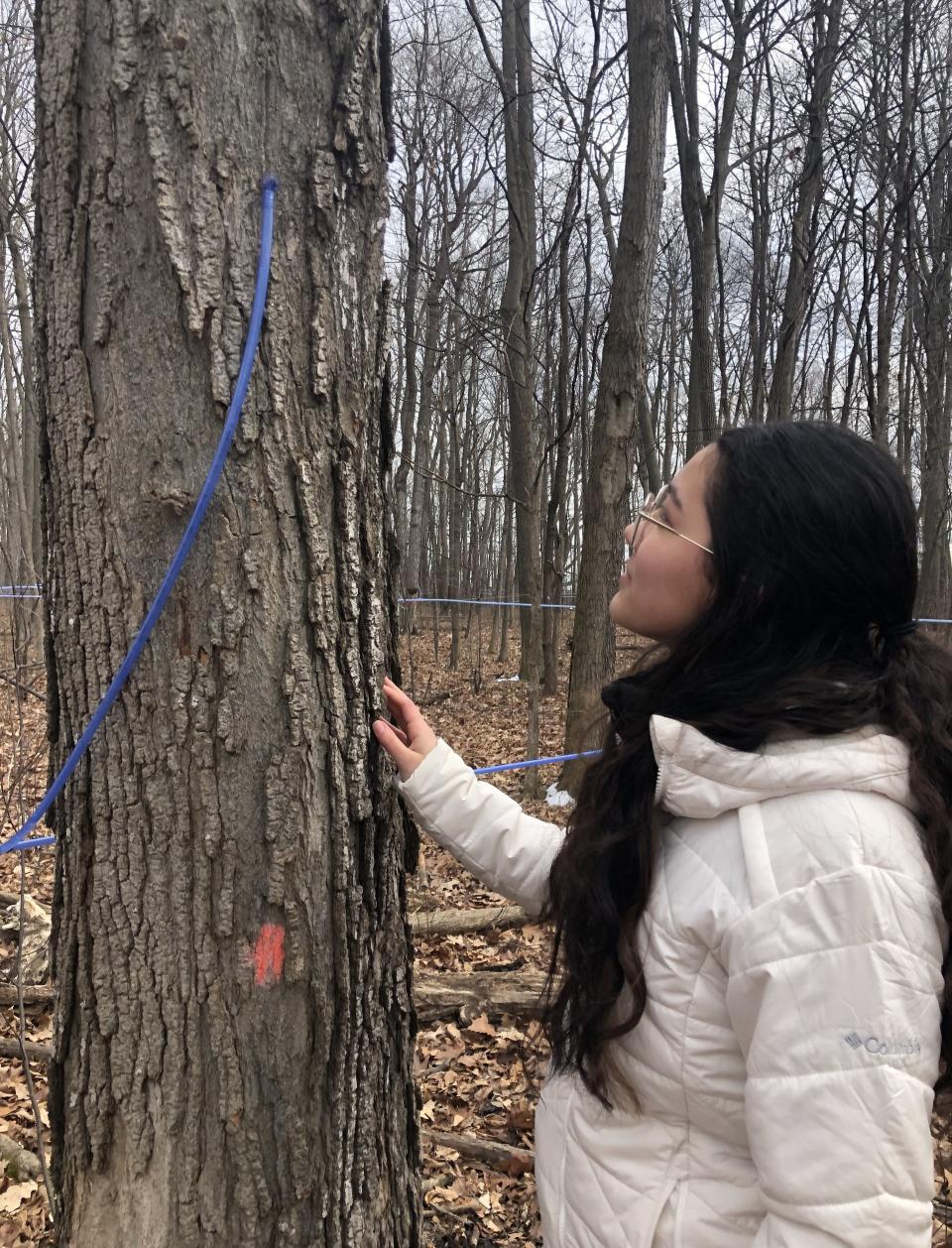 Marcus Whitman student Kai Roberts tapped this maple tree in February.