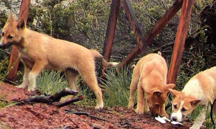 唱犬基因非常古老。（圖／翻攝自New Guinea Highland Wild Dog Foundation臉書）