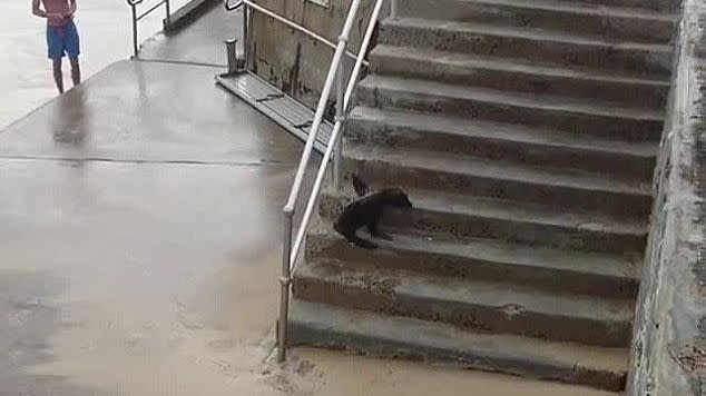 Visitors to Bondi were surprised to find the tiny seal on the beach. Photo: Facebook/Macelleria