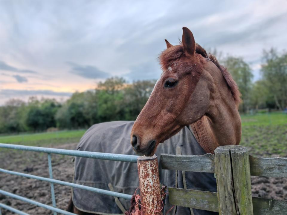 Horse in a field looking over a fence