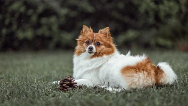 Dog that looks like a hot sale fox breed