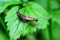 Wegen eines Missverständnisses hat der Ruf des Ohrwurms (oder Ohrenkneifers) gelitten. Das Insekt (Es ist kein Wurm!) heißt nicht etwa so, weil es uns an die Ohren will. Vielmehr wurde es im Mittelalter pulverisiert und als Medizin bei Ohrenschmerzen eingesetzt. Dieses Schicksal droht dem Ohrenkneifer heute nicht mehr. Es reicht, wenn er uns als Blattlausvernichter nützlich ist. (Bild: iStock/Ines Carrara)