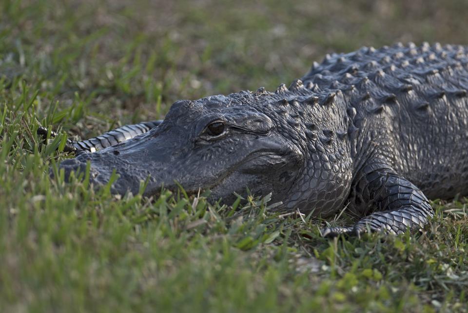 Tips to keep you and your pets safe as gator mating season approaches