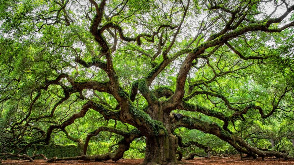 Take a Moment Under Angel Oak