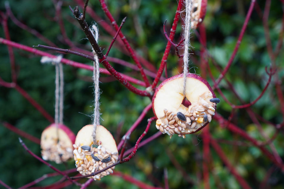 MAKE BIRD SEED CAKES