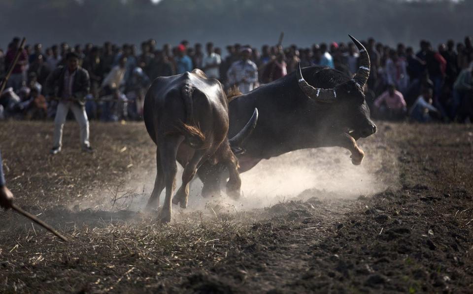 <p>Zwei Büffel kämpfen während des Erntedankfests Magh Bihu im indischen Dorf Boidyabori. (Bild: Anupam Nath/AP) </p>