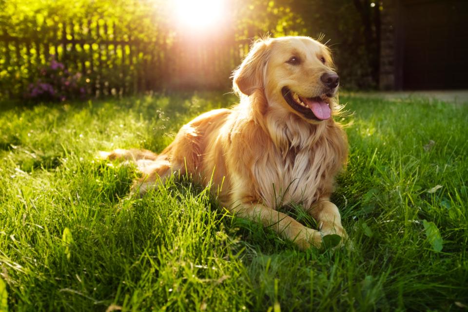 45 Best Large Dog Breeds for People Who Have a Lot of Love to Give