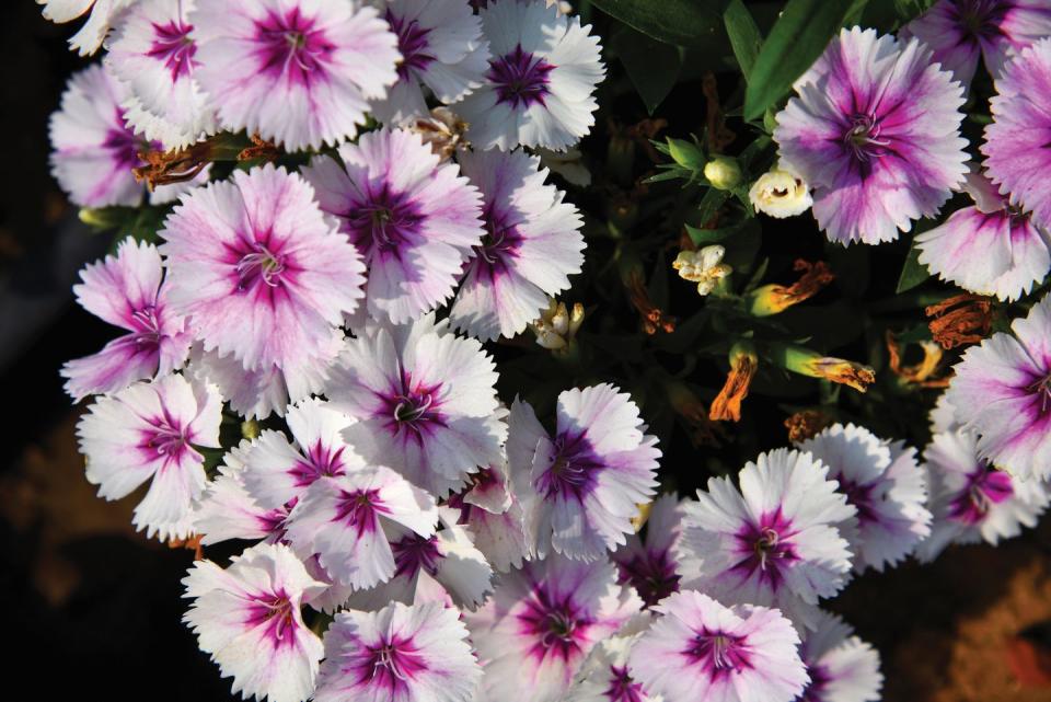 13) Dianthus