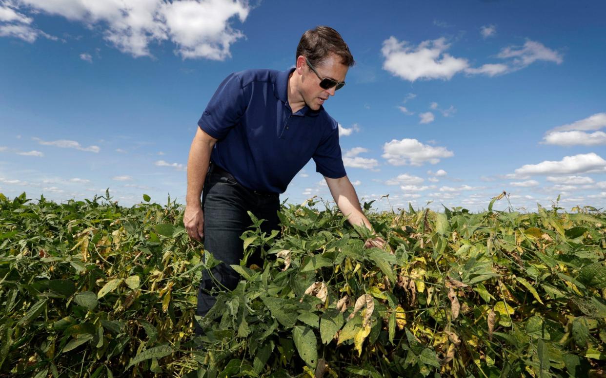 Grant Kimberley checks soybean plans on his farm near Maxwell, Iowa - AP