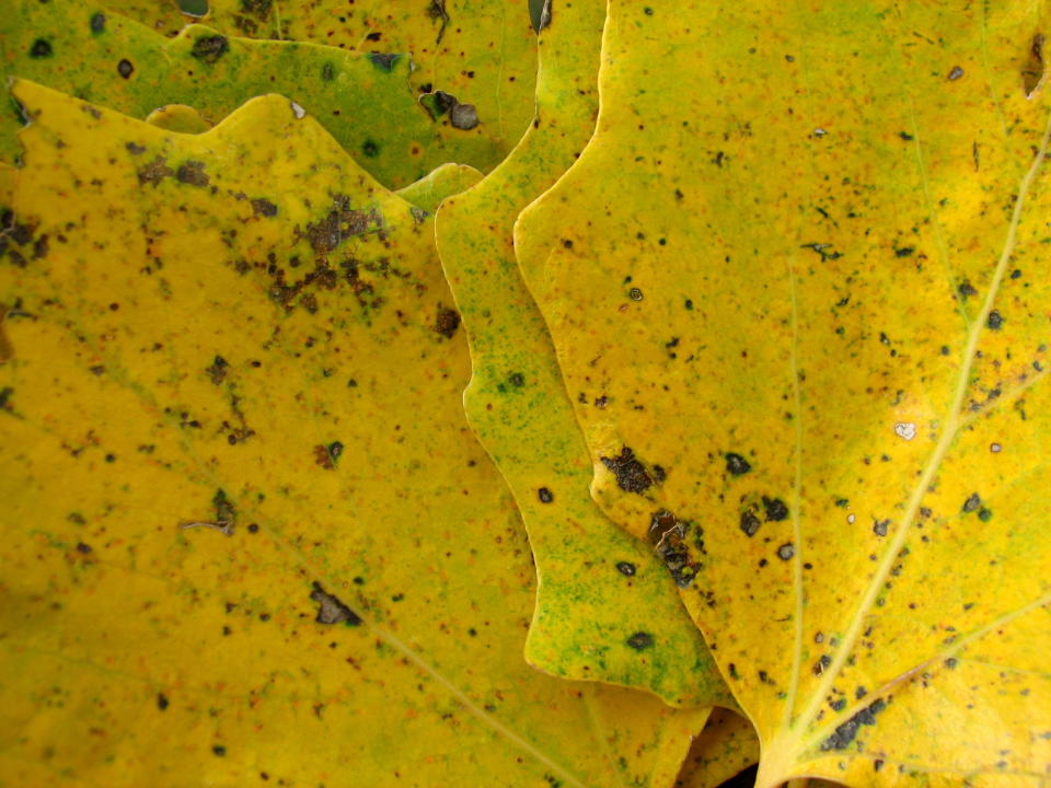 Close up shot of yellow maple leaves