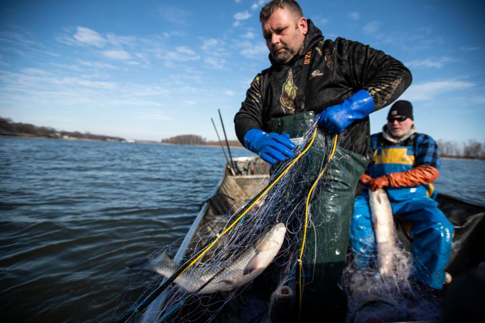 Clint Carter, center, pulls up fishing net that caught carps as Dave Buchanan takes them off the net on the Illinois River in Chillicothe, Ill.,  Wednesday, Feb. 3, 2021.