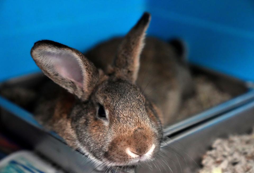Ethel, a short-haired rabbit, is up for adoption at the Arizona Humane Society South Mountain in Phoenix.
