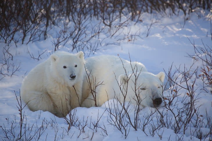 polar bears napping in snow