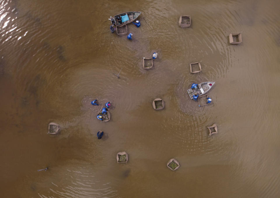 Women plant young mangroves in the middle of swamp, near Progreso, in Mexico’s Yucatan Peninsula, Wednesday, Oct. 6, 2021. The first time they came to the swamp for seasonal restoration work was more than a decade ago. (AP Photo/Fernanda Pesce)