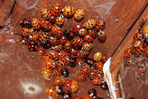 <span class="caption">Sometimes thousands of ladybirds will 'overwinter' in the same spot, which experts say is normal behaviour and nothing for homeowners to be alarmed about</span> <span class="attribution"><span class="source">David Lovejoy</span>, <span class="license">Author provided</span></span>