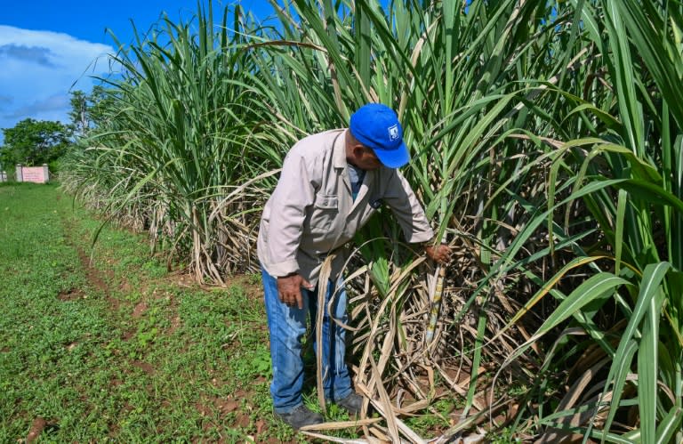 Un ouvrier inspecte des cannes à sucre qui serviront à de nouvelles plantations, à la coopérative agricole Rigoberto Corcho, dans la province d'Artemisa, le 27 juin 2024 à Cuba (YAMIL LAGE)
