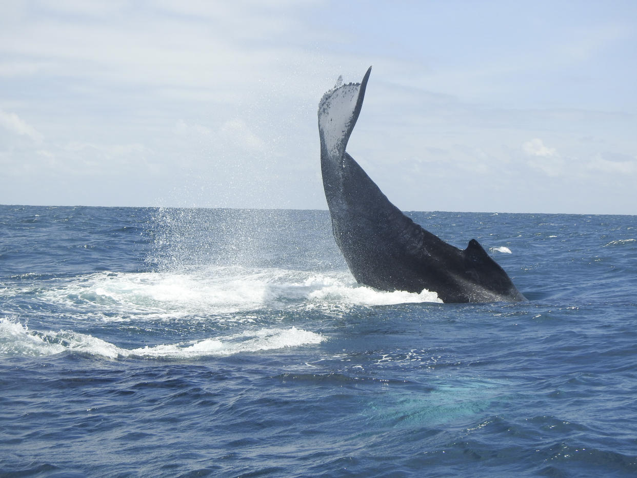 Una fotografía proporcionada por Judith Denkinger muestra a una ballena jorobada que salta en aguas cercanas a Esmeraldas, Ecuador. (Judith Denkinger vía The New York Times)