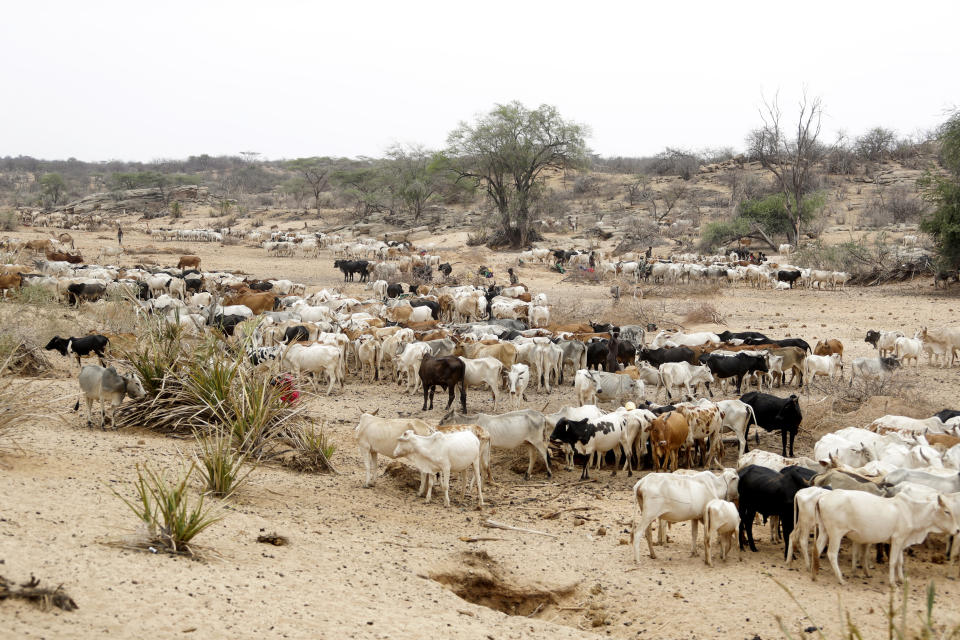 Ganado en una zona seca del condado de Samburu, Kenia, el sábado 15 de octubre de 2022. Encontrar agua subterránea en el Este de África sería una enorme ayuda para un región que trata de calmar su sed. (AP Foto/Brian Inganga)