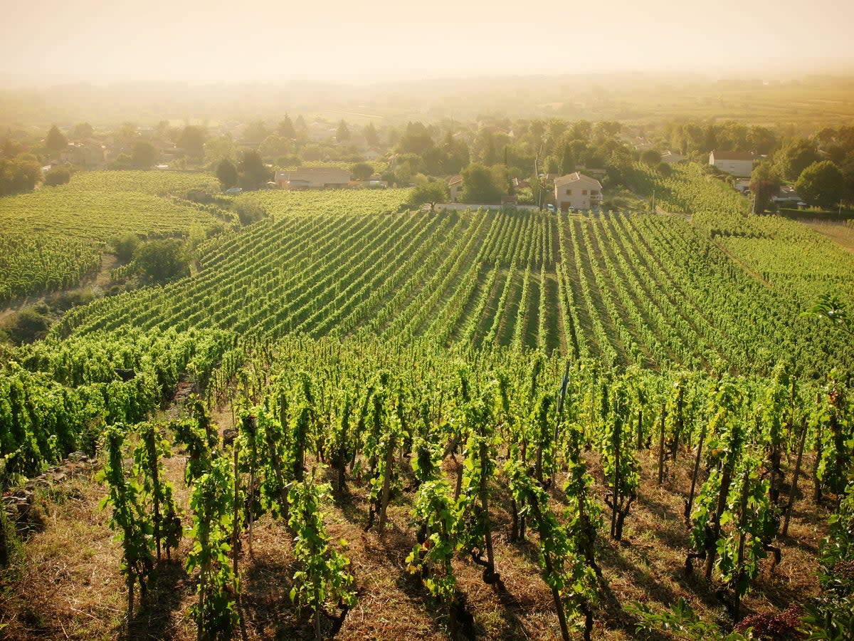 The Rhône Valley is the second largest wine-growing region in France  (Getty)