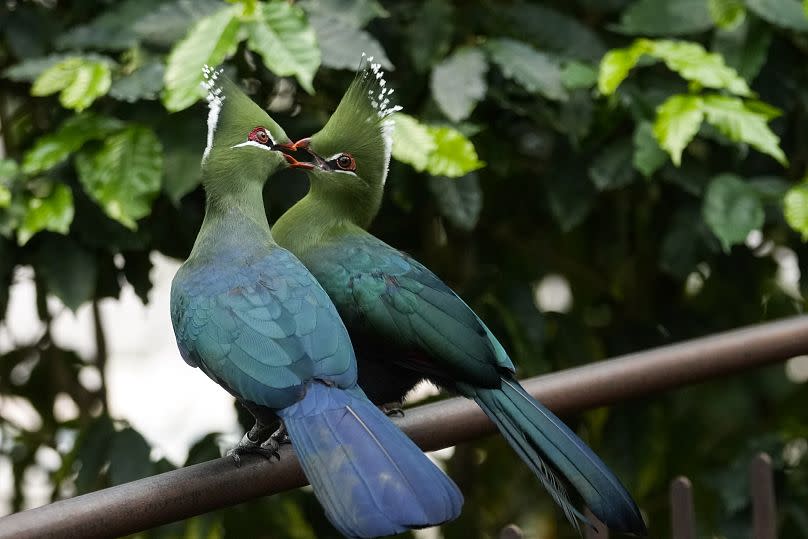 A male Tauraco livingstonii, a species of bird, is nurturing the female to strengthen the bond of the couple at the greenhouse of the Museo delle Scienze.