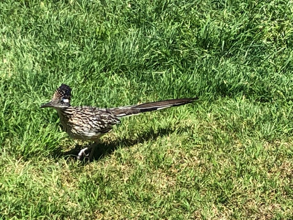 A Greater Roadrunner