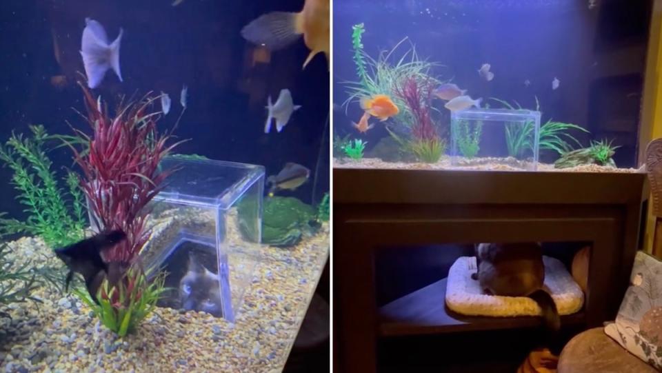 A cat sticks its head into a viewing box in an aquarium next to a wide shot of the cat doing so