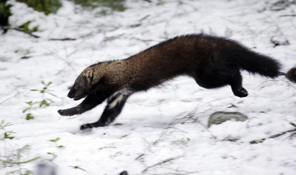 FILE - In this Dec. 2, 2016 file photo, a Pacific fisher takes off running after being released into a forest at Mount Rainier National Park, Wash. The Pacific fisher, a weasel-like carnivore native to Oregon's southern old growth forests, has been denied endangered species protection in the state, the latest twist in a legal back-and-forth that has continued for 20 years. In the decision issued last week, the U.S. Fish and Wildlife Service declined to grant the fisher threatened status in southern Oregon and northern California, citing voluntary conservation measures as effective in protecting the woodland creatures. Today, biologists estimate anywhere from a few hundred to a couple thousand fishers live in Oregon, most near the California border. (AP Photo/Elaine Thompson, File)