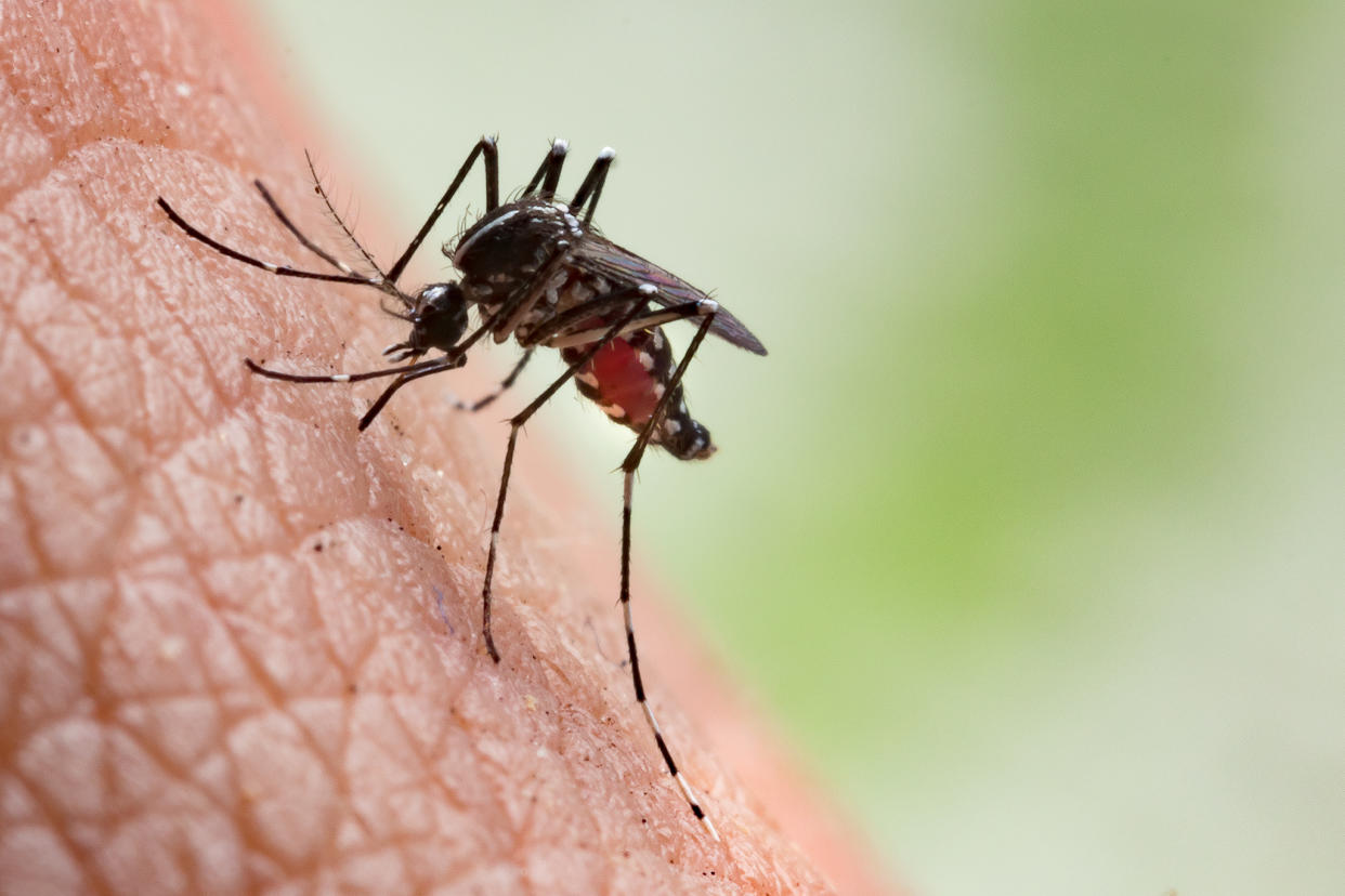 Aedes aegypti Mosquito. Close up a Mosquito sucking human blood.