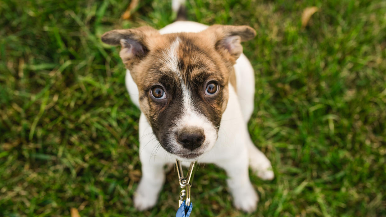  Puppy sitting down while attached to a leash 