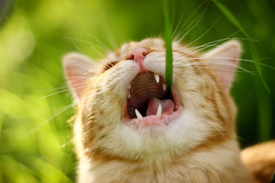 Cat Eating Blade of Grass