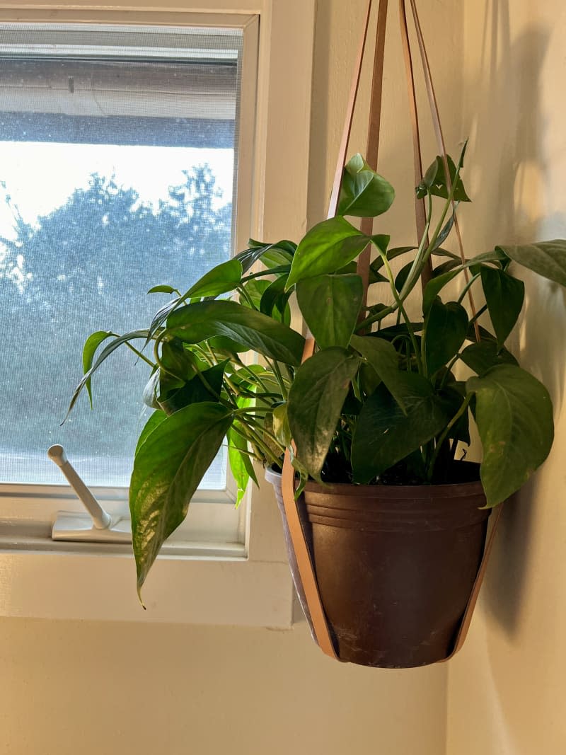 Dragon tail in hanging pot with leather straps near window