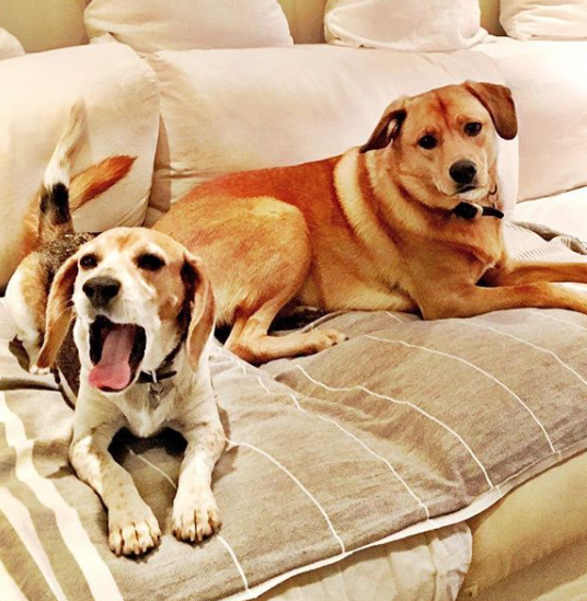 No word if Meghan's dogs Guy and Bogart will be making the move across the pond too. Photo: Instagram