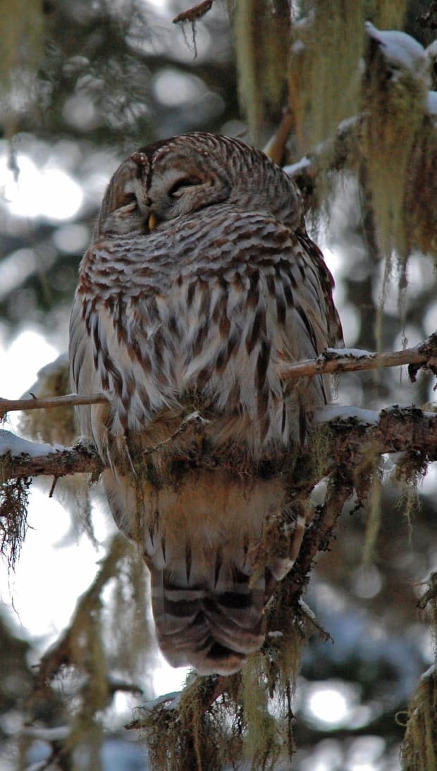 Owl surveys are done in the Portage Lakes area each spring, said O'Connell. This barred owl was photographed in December about 50 metres away from the site of the two large trees.