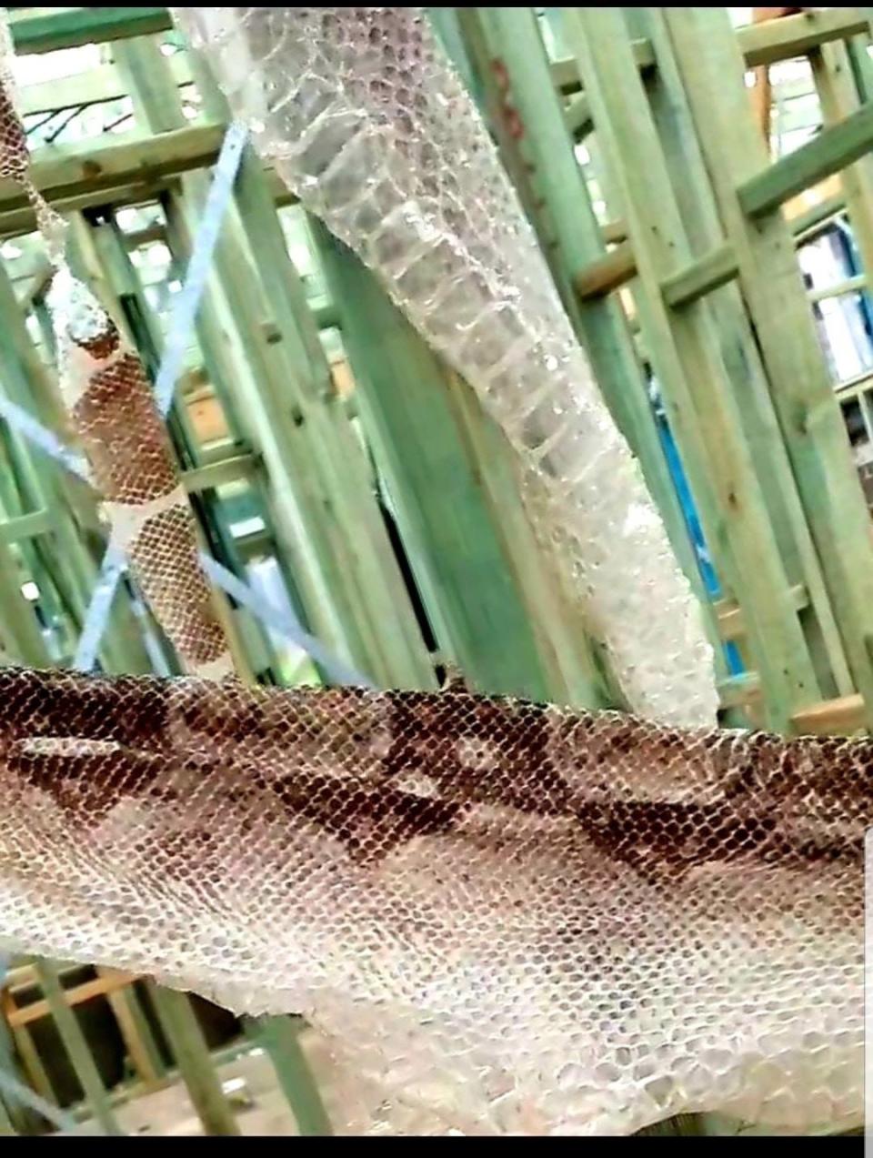 A close-up of the shed snake skin of a 2.5m-long boa constrictor found in Cascades Estate in Silverdale, Sydney. 