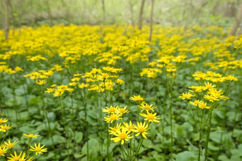 Bowman's Hill Wildflower Preserve - Pennyslvania