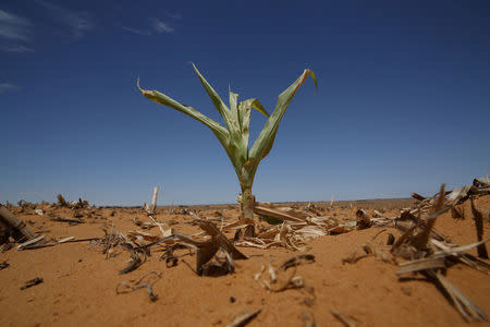 A maize plant is seen among other dry maize at a field Hoopstad,a maize-producing district in the Free State province, South Africa, January 13, 2016. REUTERS/Siphiwe Sibeko/File Picture