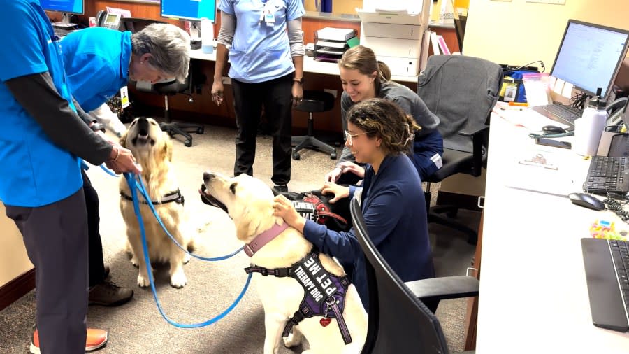 Image shows nurses petting therapy dogs.
