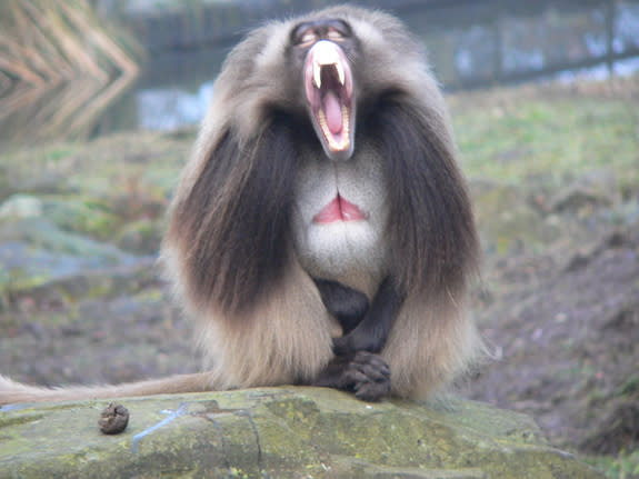Male geladas (shown here) tend to yawn during tense situations, whereas females tend to yawn during friendly encounters with other females.