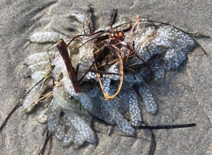 Squid Egg Mass Cape Lookout Outer Banks